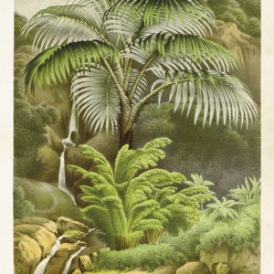 Vintage poster palm, 50x70 cm